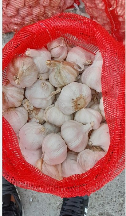 Vand usturoi de pus în pământ