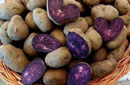 Cartofi mov de sămânță