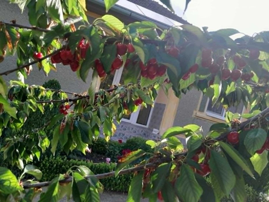 Cireșe mari și dulci bio din grădină proprie - Sacueni, Bihor