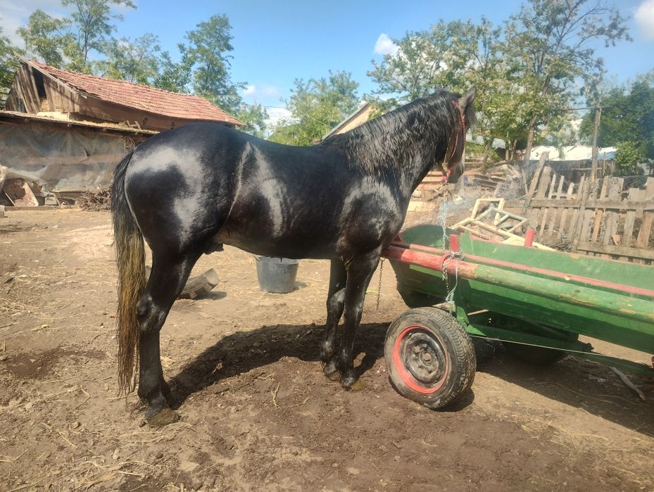 Noatin talie mare 3ani probe cum vrea omu
