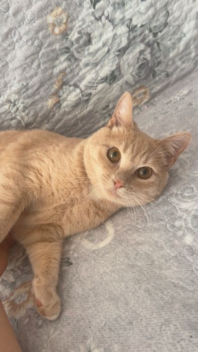 Отдам котёнка в добрые руки