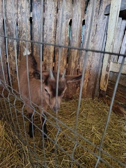 Ieduțe de vânzare alpine