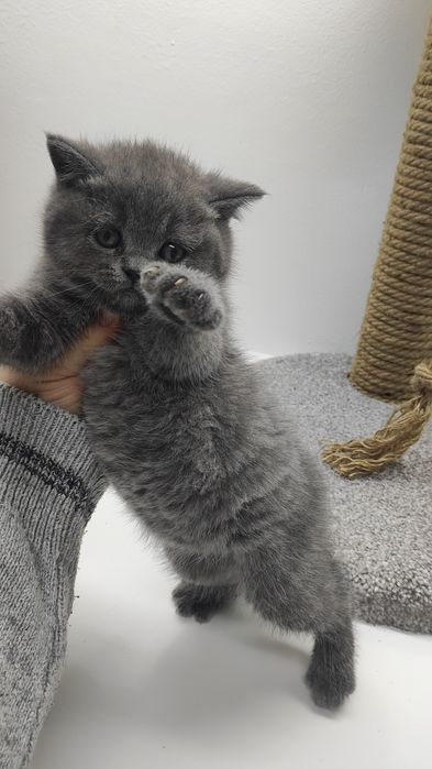 КотЯта  ОчаРоваШки шоТландскИе