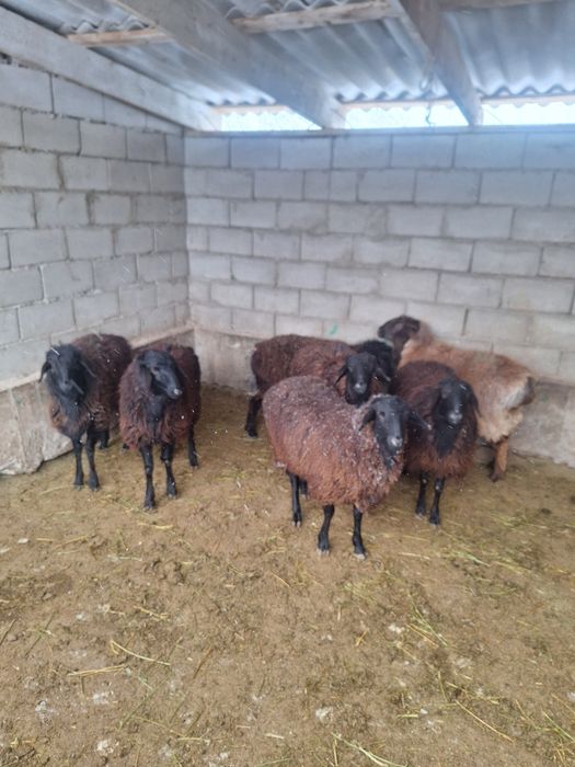 Бордақы тоқтылар сатылады