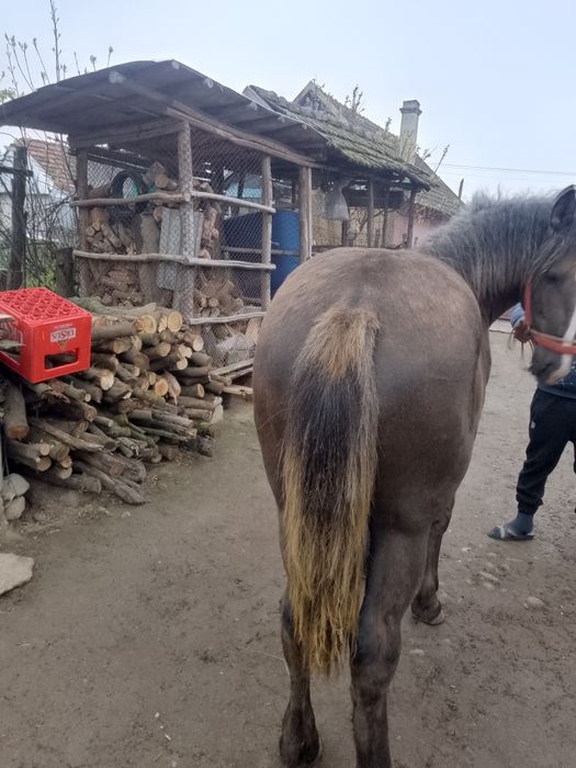 Manza blanda de 10 luni