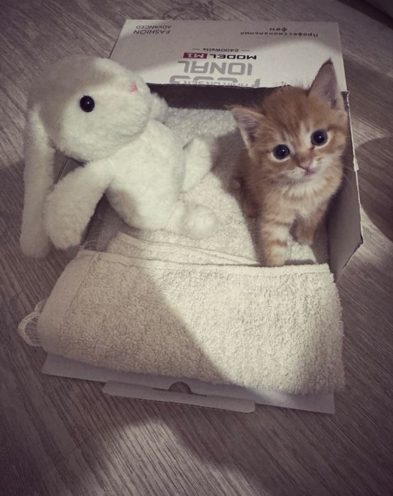 Продается котенок девочка