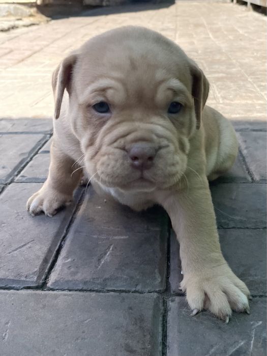 Американский булли