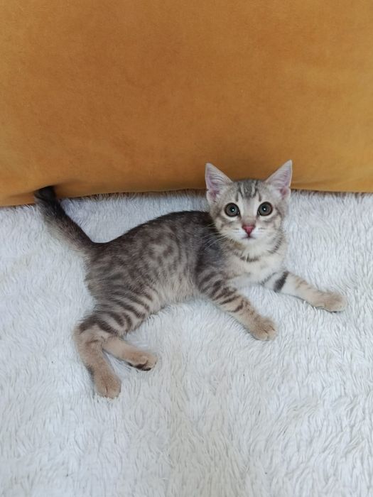 Котёнок в добрые ручки