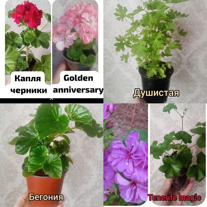 Укоренённые черенки пеларгонии