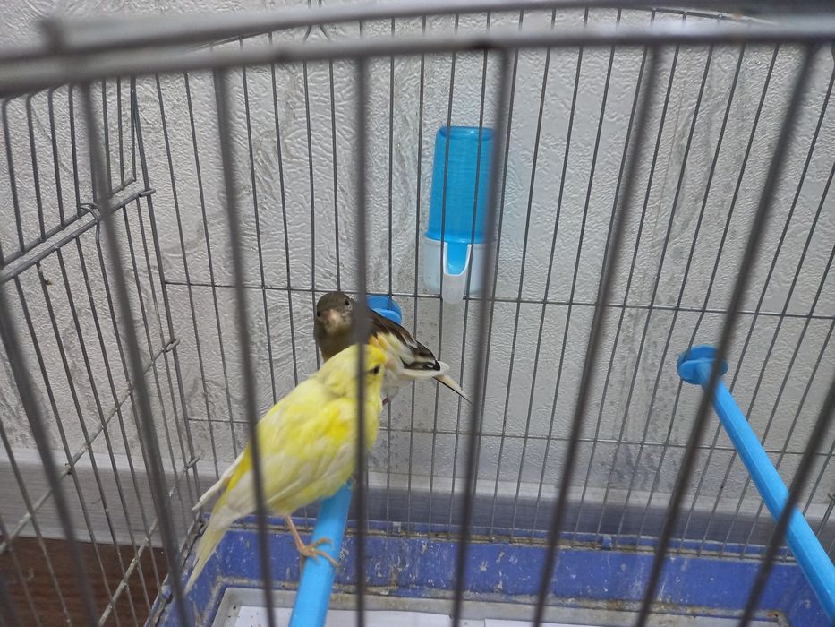 Канарейка сотилади.