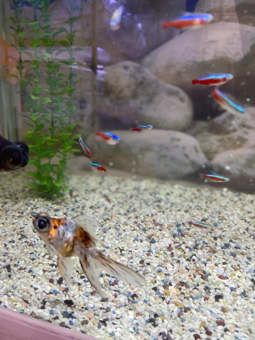 Продаются золотые рыбки телескопы