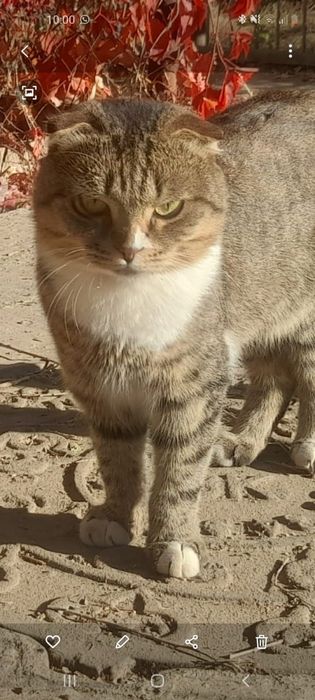 Вязка,скоттиш фолд