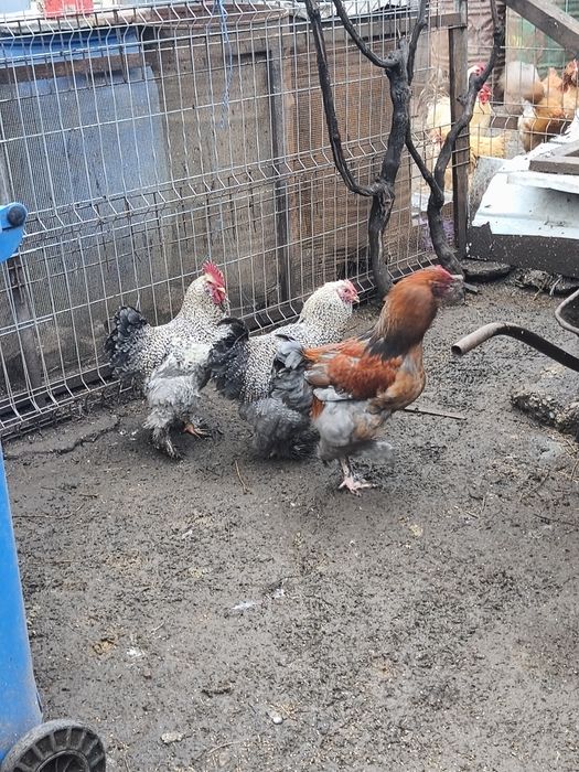 Vând găini de curte
