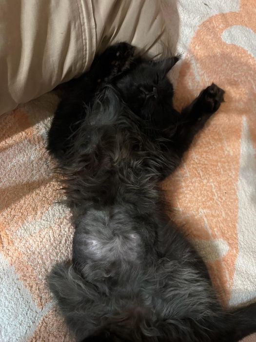 Мейн кун котенок