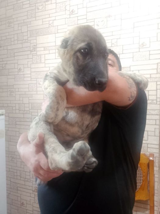 Продажа Алабай 2 месяца щенку