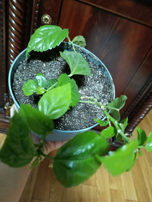 Гибискус и Каланхое комнатные