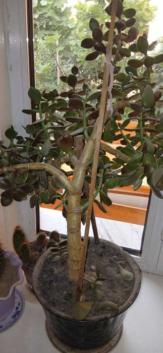 Денежное дерево и лекарственное растение - Калонхое (отдам даром)