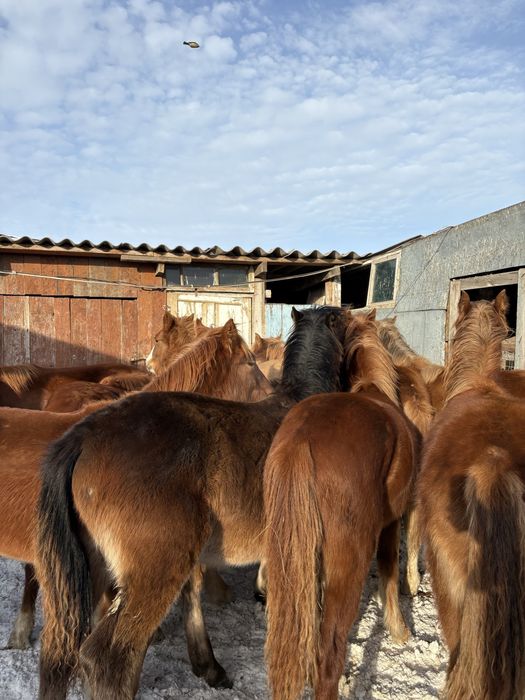 Продам жеребят по 300 находятся в городе
