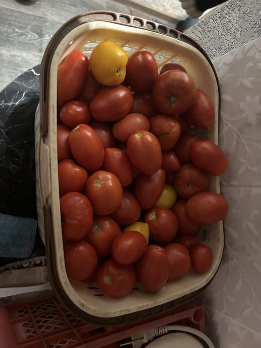 Продам Помидоры Дачные