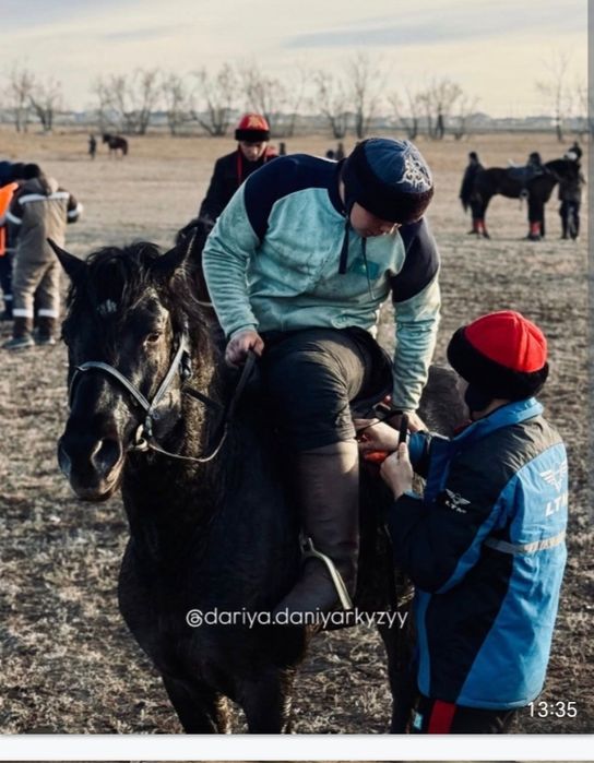 Продам  коня играет кокпар