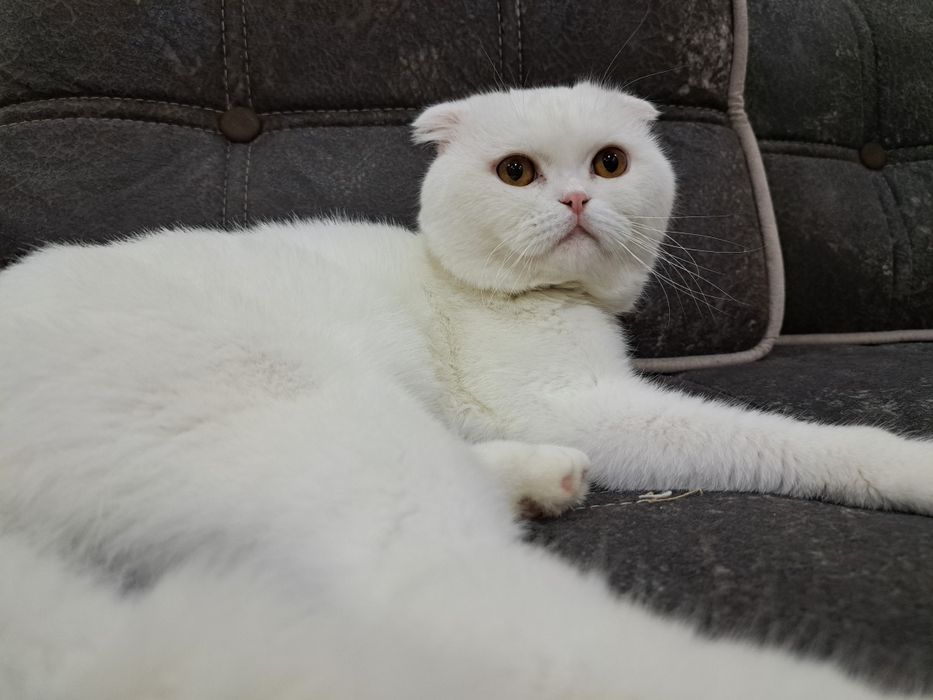 Скоттиш фолд ищет кошечку для вязки