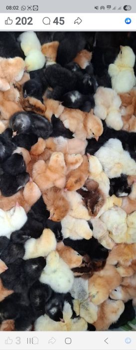 Pui de găină de la o zi până la 6 săptămâni Australorp si alte rase de ouă