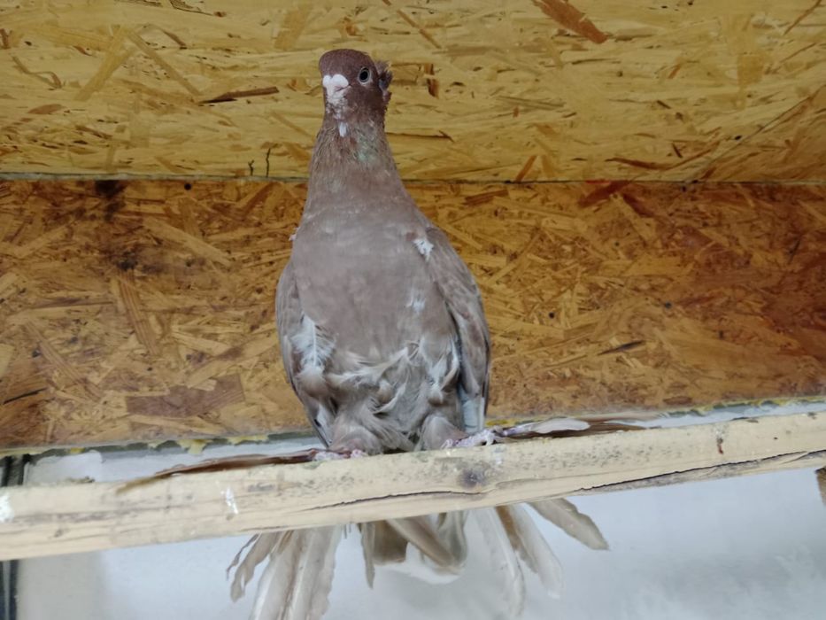 Продам   голубя