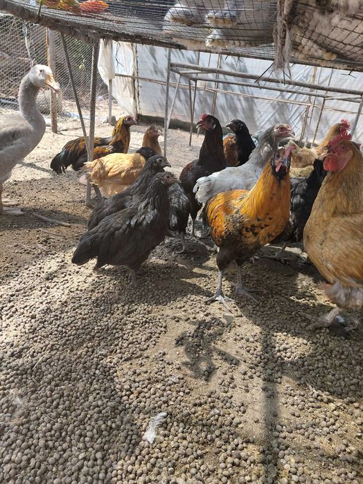 Продавам кокошки , ярки и зайци