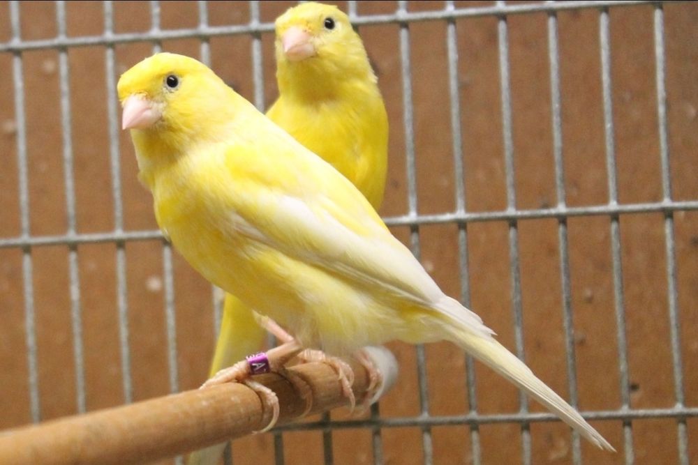 Кенар овсяночного напева