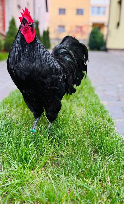 Pui australorp negru