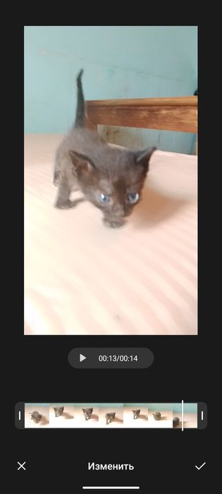 Срочно отдам котят