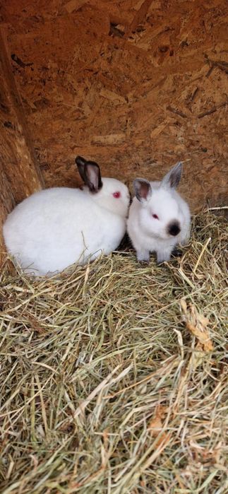 Vând iepuri REX PITICI