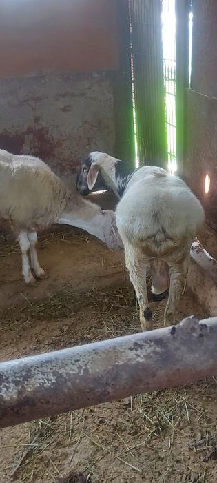 Продам срочно бараны
