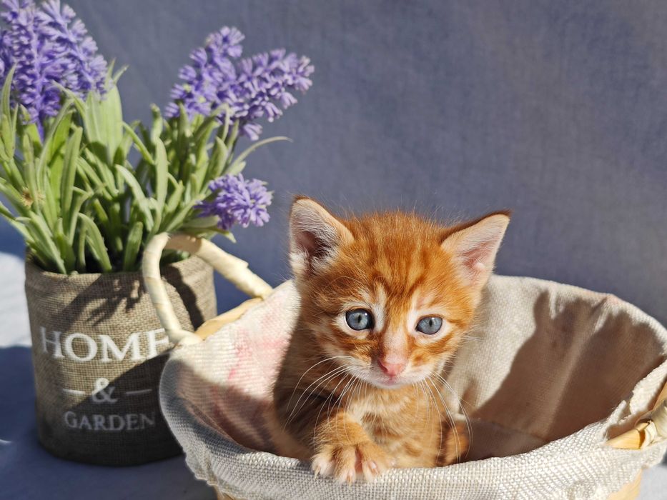 Подаряваме 4 котенца!