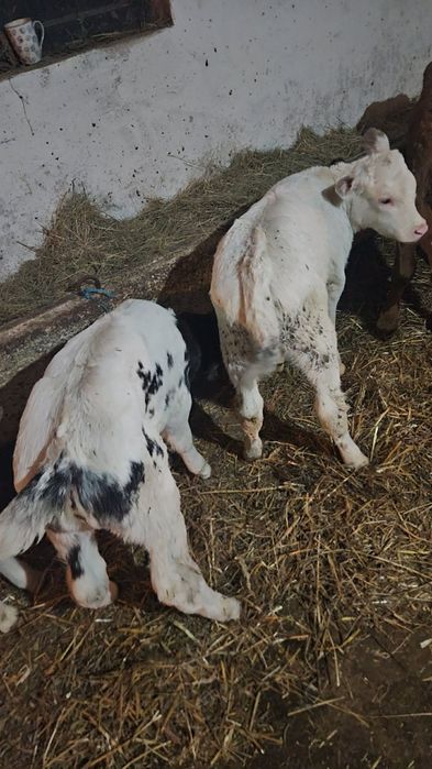 Vand viței de lapte