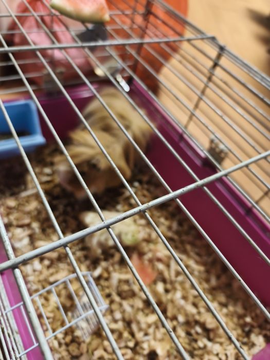 Donez porcușor de guineea