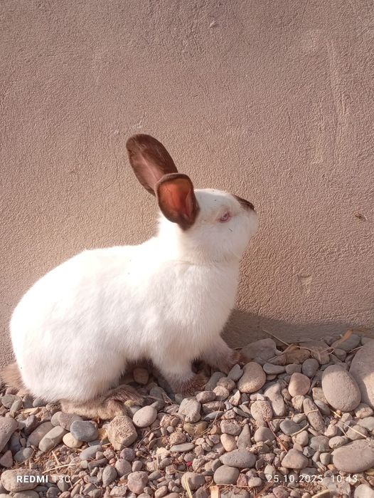 Еркек қоиандар сатылады