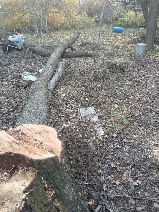 Продам спил дерева