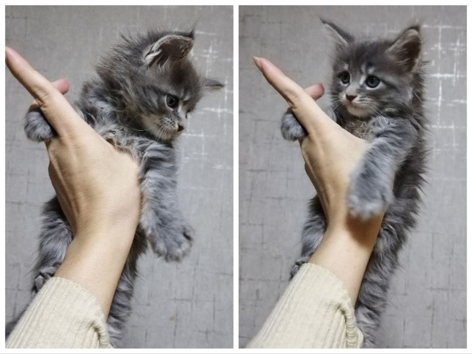 Котёнок Мейн-кун