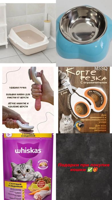 Продаётся кошка!    Мысық сатылады!