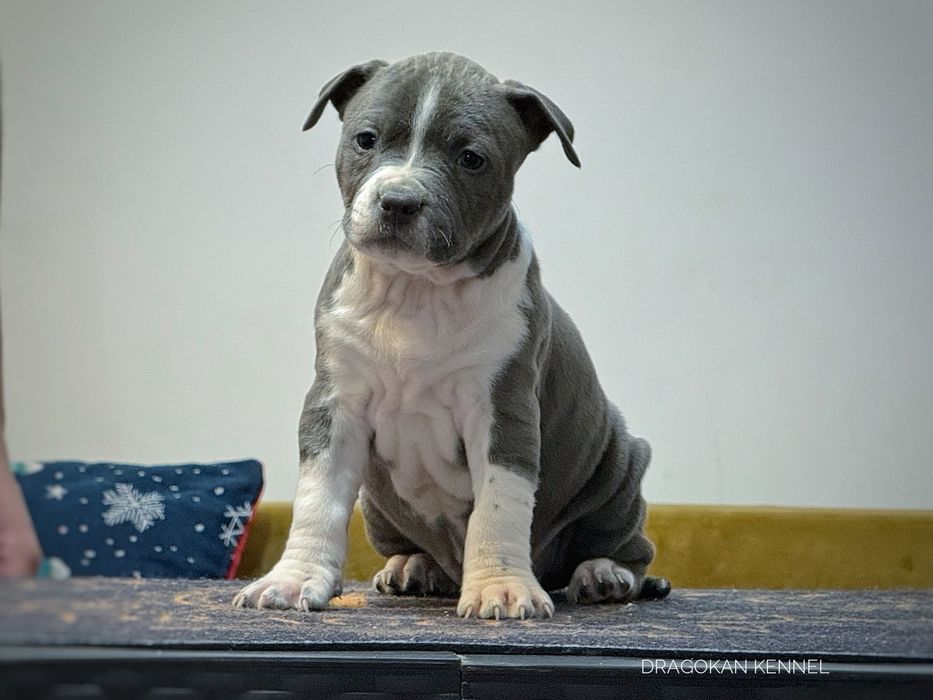 Femela amstaff rasă pură cu pedigree
