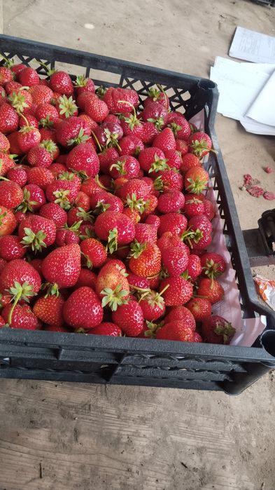 Расада клубники малины ежемалины