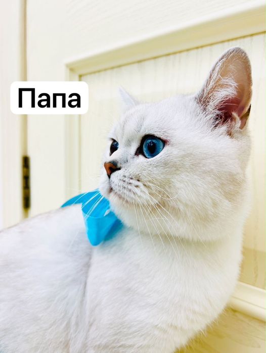 Продам котят шиншил британской пароды