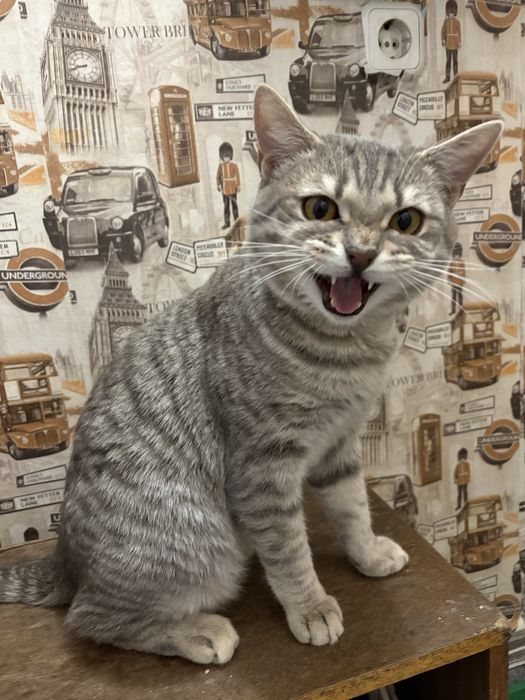 Отдам котенка 7 месяц