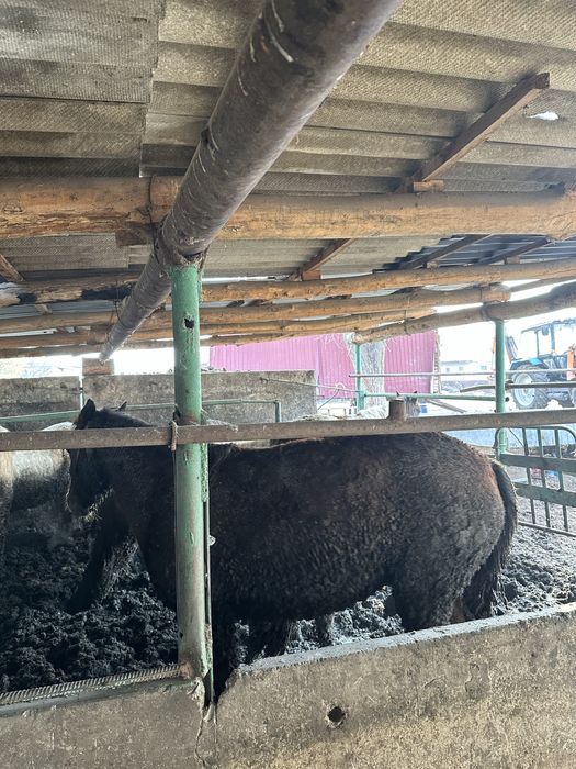 Бордақы биелер сатамын