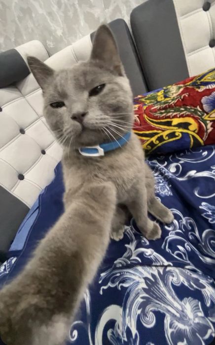 Zotli toza Britanski erkak mushugi ARENDA