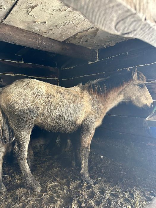 Продам жабағы еркек семіз.