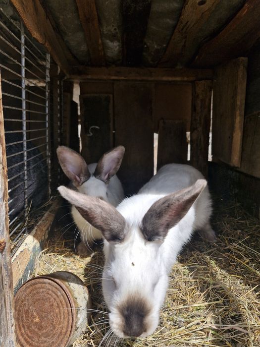 Vând iepuri  și masculi si femele