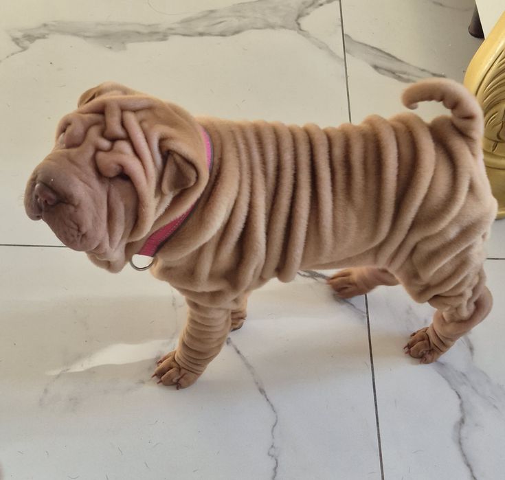 Fetita cu pedigree din părinți campioni