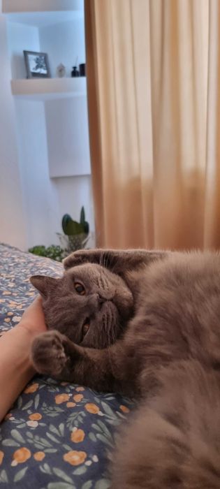 Кот британец,5 лет, 5,5 кг, кастрирован.